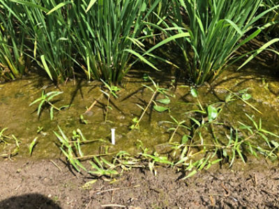 7月13日（散布前）