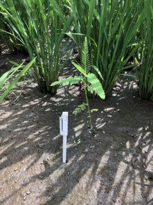 7月13日（散布日）