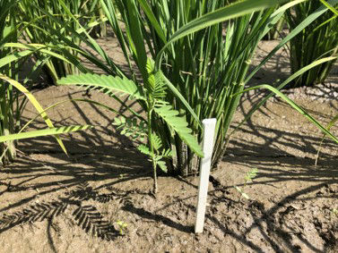 6月24日（散布日）