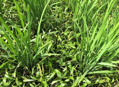 7月13日（散布前）