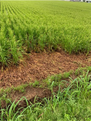 8月6日（散布12日後）