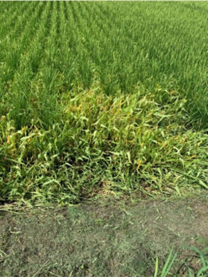 7月30日（散布5日後）