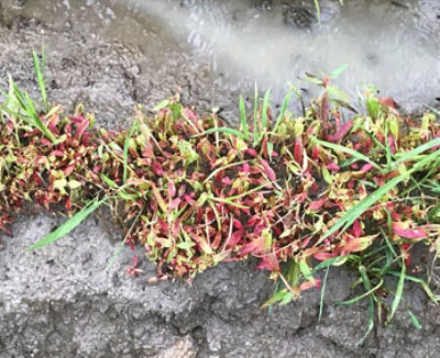 7月2日（散布6日後）