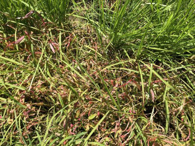 6月29日（散布5日後）