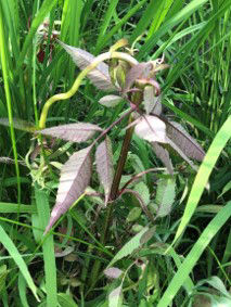 6月29日（散布3日後）