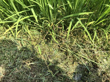 7月21日（散布5日後）