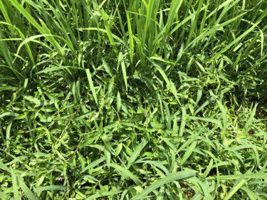 7月16日（散布前）