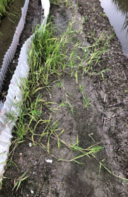 散布前アゼガヤ