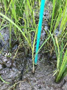 6月16日（散布前）