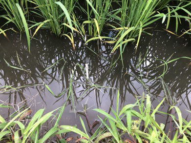 6月5日（散布4日後）