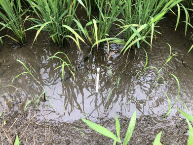 6月1日（散布前）