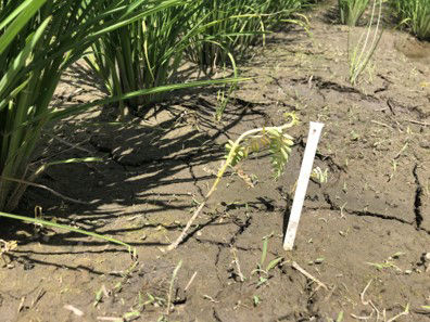 6月29日（散布3日後）