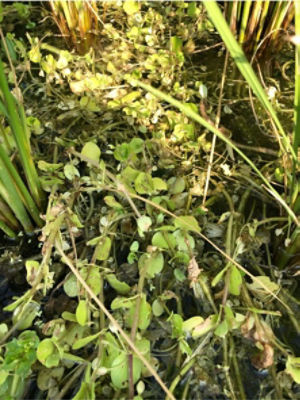 7月15日（散布20日後）