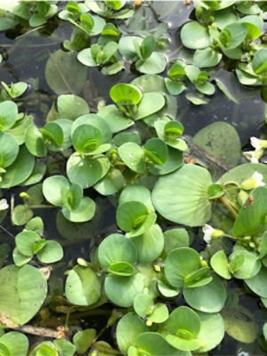 6月25日（散布前）