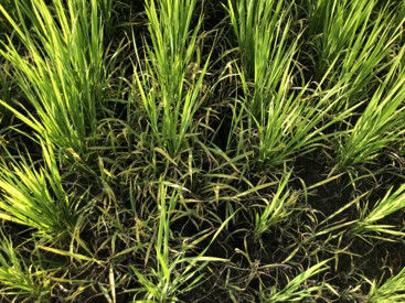 6月24日（散布7日後）