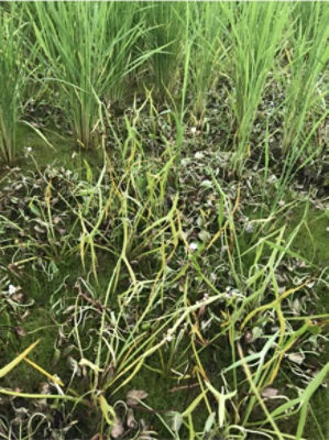 7月10日（散布13日後）