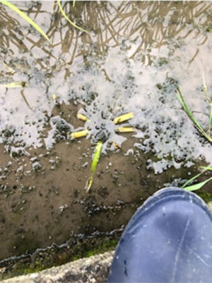 6月11日（散布5日後）