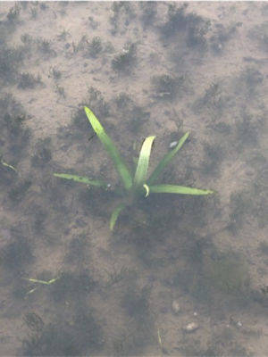 6月6日（散布前）