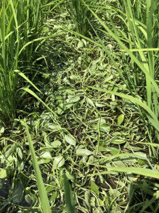 7月2日（散布6日後）