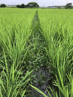 6月26日（散布前）