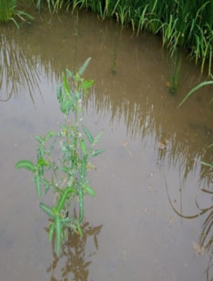 6月15日（散布前）