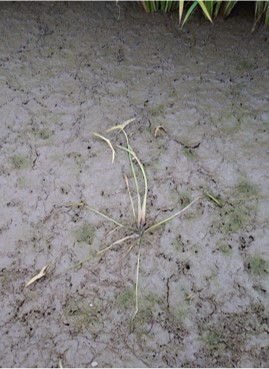 6月22日（散布7日後）