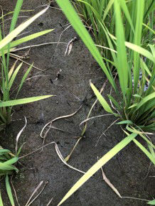 7月20日（散布17日後）