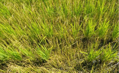 7月16日（散布13日後）