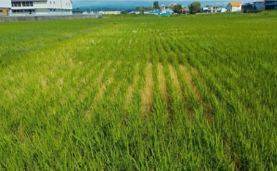 7月16日（散布13日後）