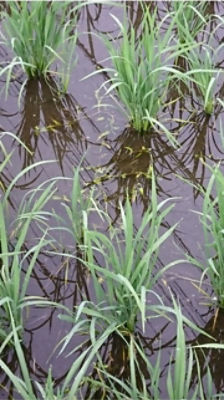 6月27日（散布11日後）