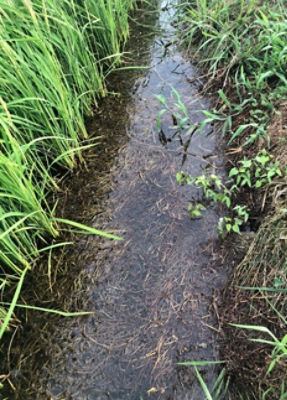 7月30日（散布22日後）