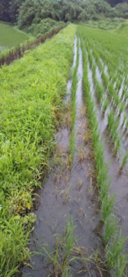 7月3日（散布11日後）