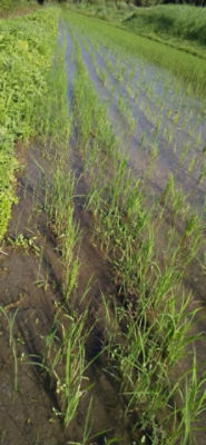 6月22日（散布前）