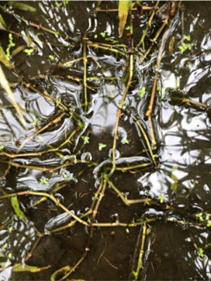 8月10日（散布16日後）