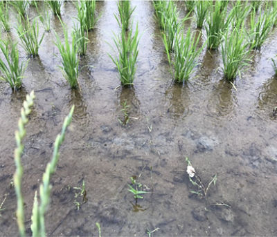 6月18日（散布前）