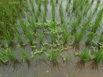 6月26日（散布前）