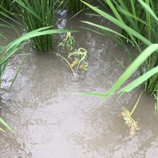 7月28日（散布12日後）