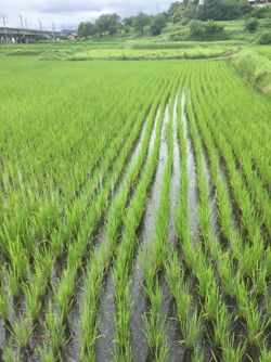 7月16日（散布13日後）