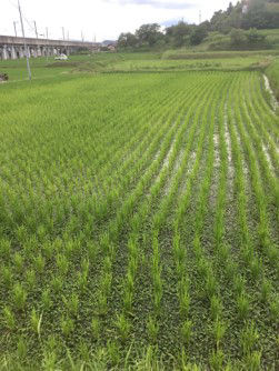 7月3日（散布前）