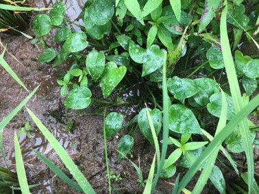 7月15日（散布前）