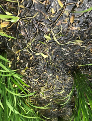 8月6日（散布8日後）