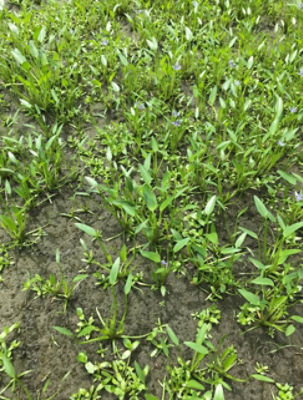 7月29日（散布前）