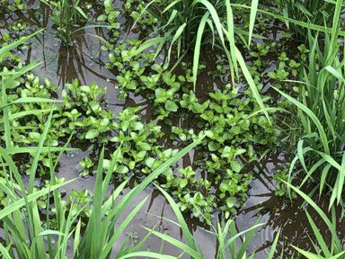 6月15日（散布前）