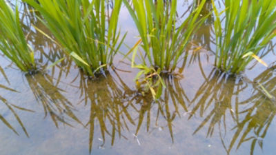 7月7日（散布4日後）