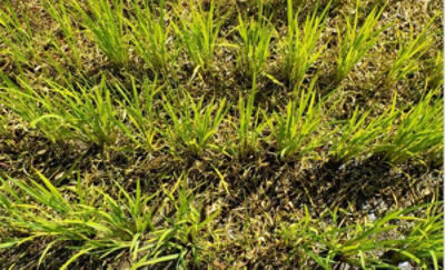 7月16日（散布7日後）