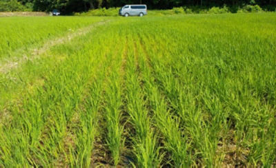 7月16日（散布7日後）