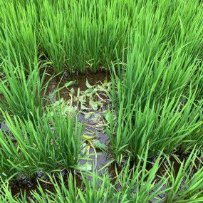 7月22日（散布7日後）