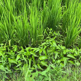 7月15日（散布前）