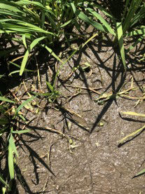 6月24日（散布8日後）