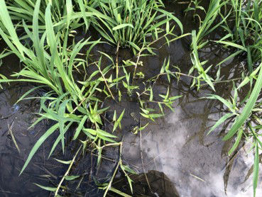 6月16日（散布前）